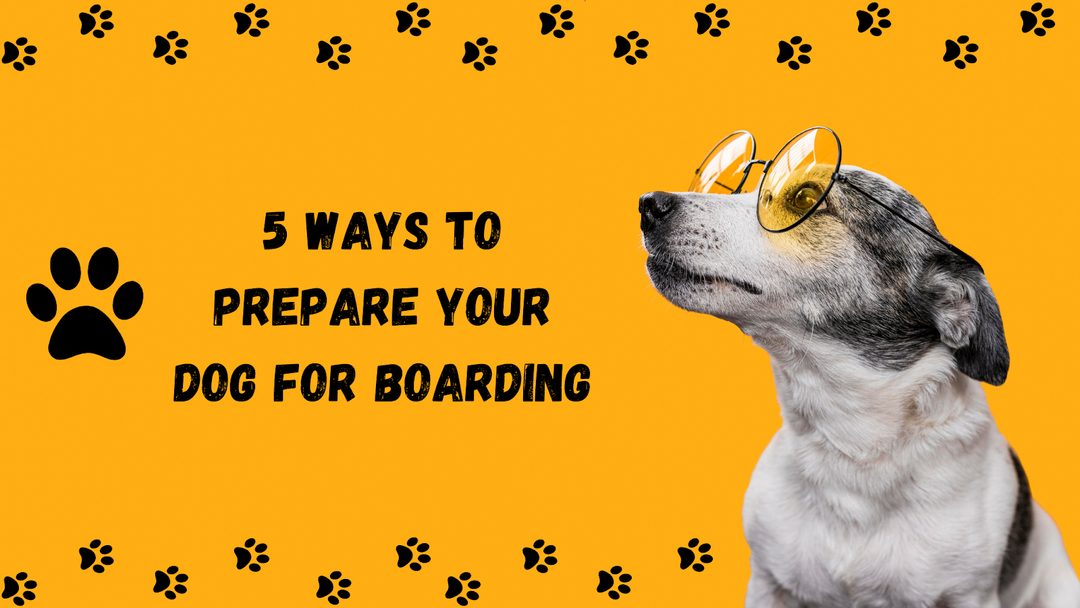 5 Ways to Prepare Your Dog for Boarding