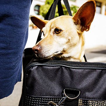 Pet Transshipment ( Dog & Pet Boarding Singapore)